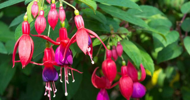 How to Deadhead Fuchsia Flowers FB