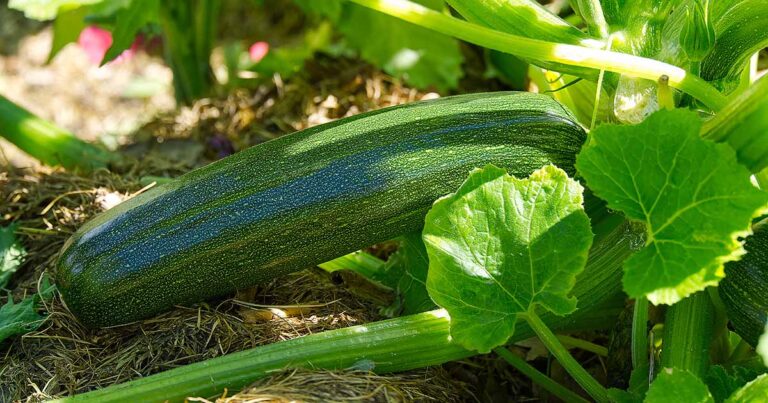 How to Fertilize Zucchini Plants FB