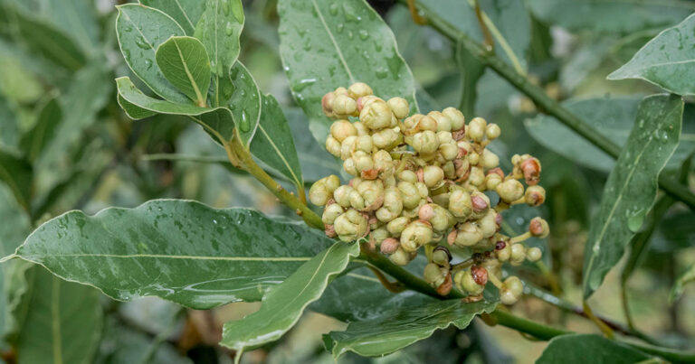 How to Grow Bay Laurel from Seed FB