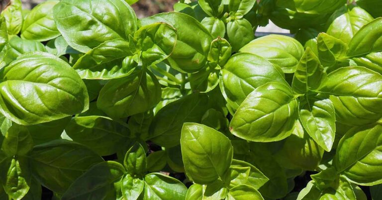 How to Grow Genovese Basil FB