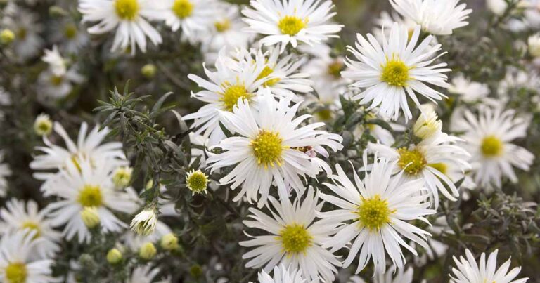 How to Grow Heath Asters FB