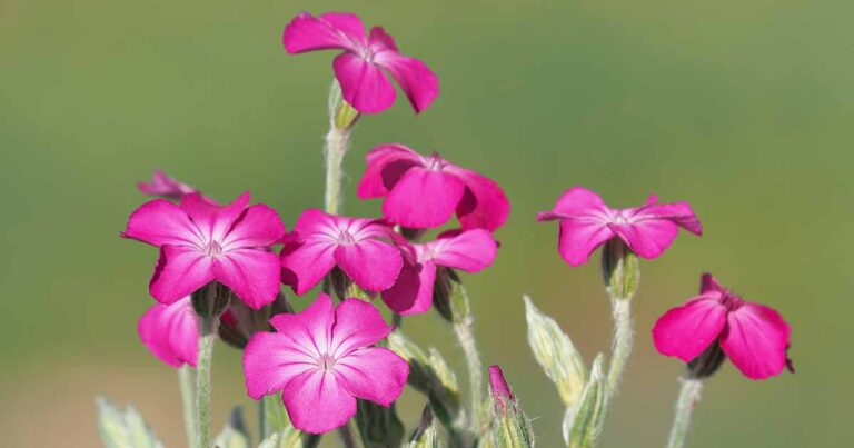 How to Grow Rose Campion FB