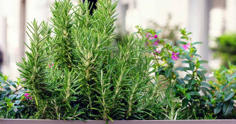 How to Grow Rosemary in Containers FB