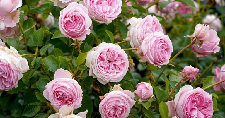 How to Grow Shrub Roses FB