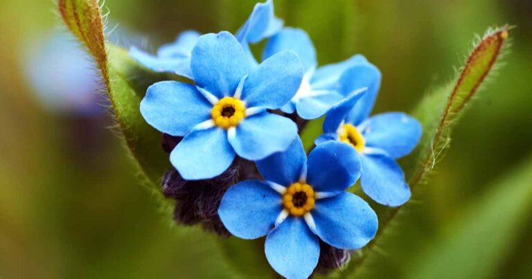 How to Grow and Care For Forget Me Not Flowers FB
