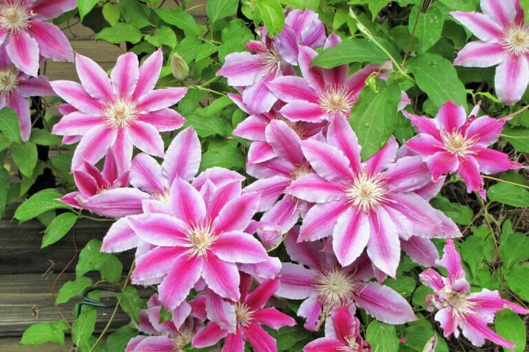 Types of Clematis and How to Identify Your Vines Hero