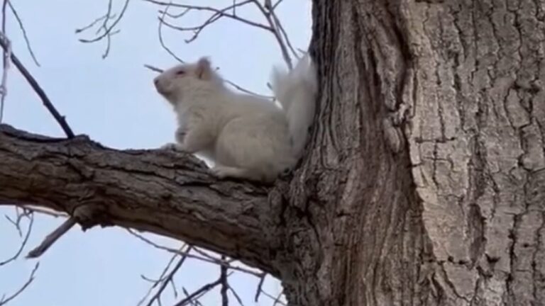 albino squirrel south dakota