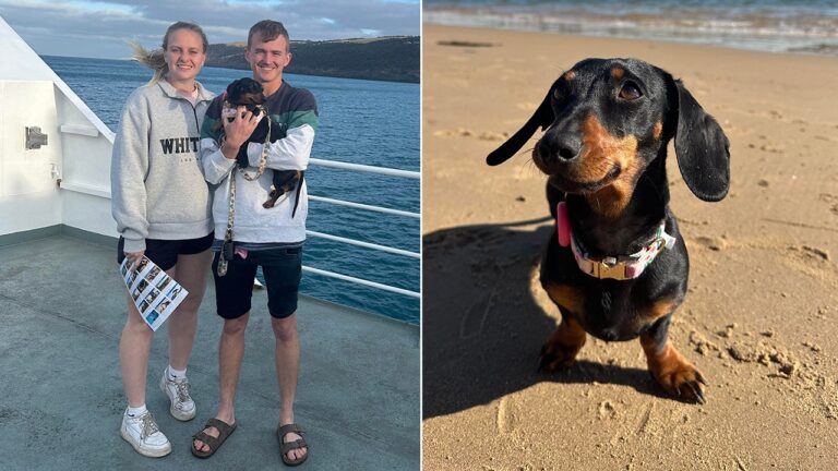 weiner dog austrailia