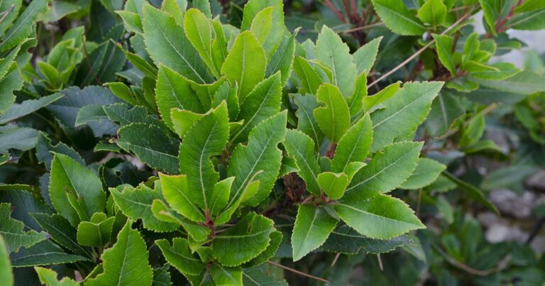 How to Transplant a Bay Laurel Tree FB