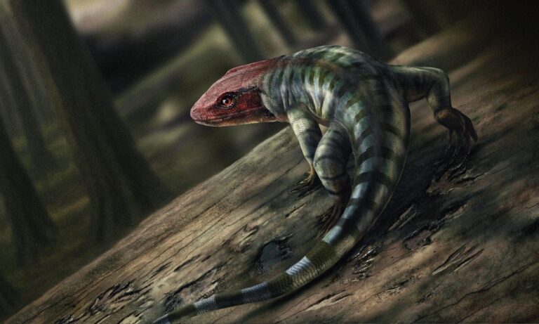 Illustration of an amniote animal thought to have left fossilized claw prints in Victoria Australia