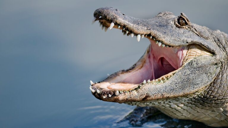 alligator