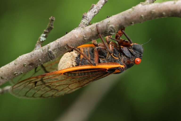 infected cicada
